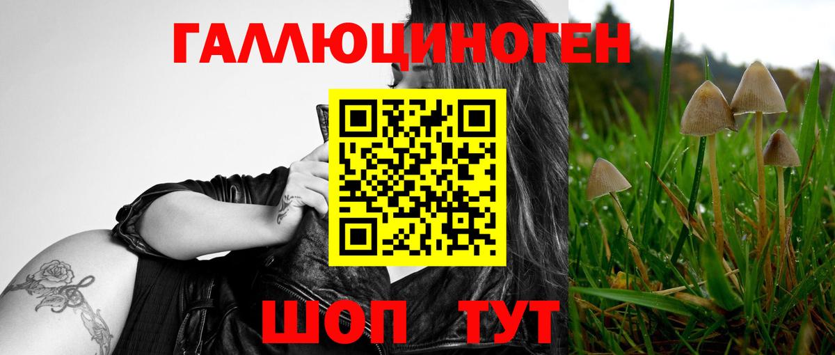 Галлюциногенные грибы Psilocybe Махачкала